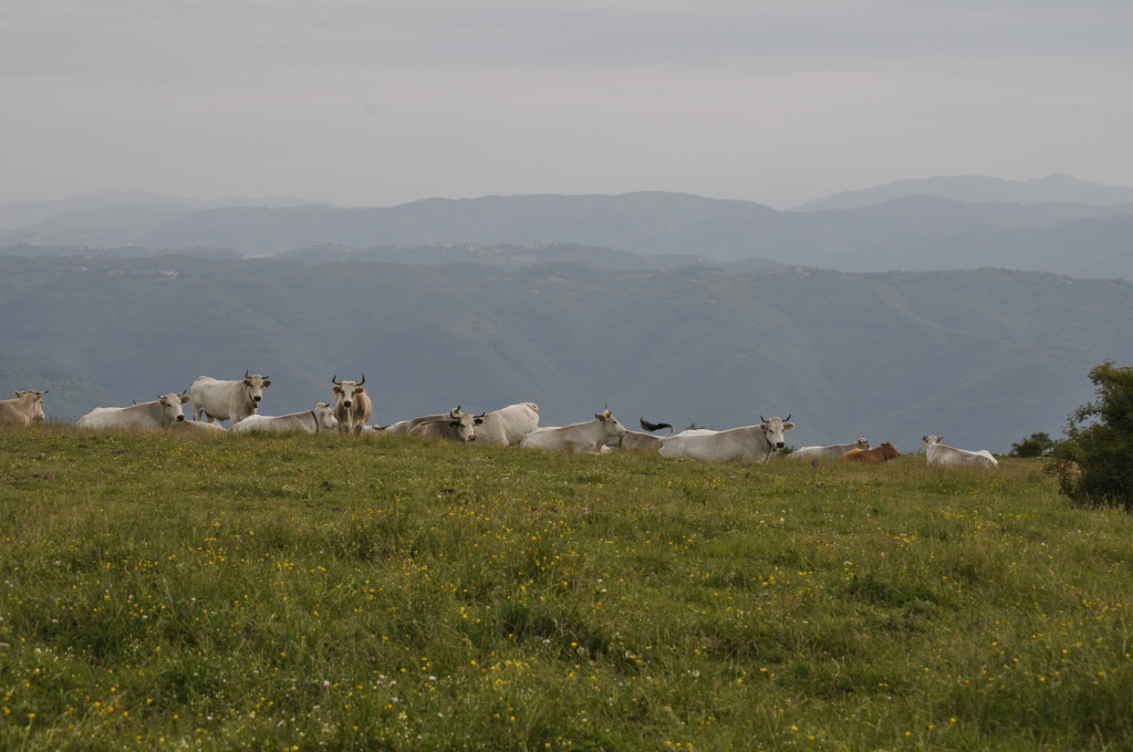 _DSC0029