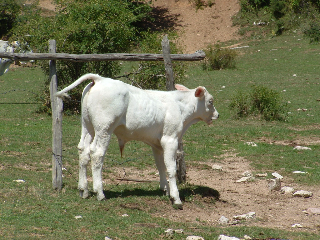 montagna 06-08-2006 (1)