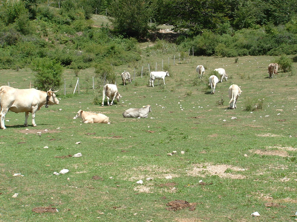 montagna 06-08-2006 (3)