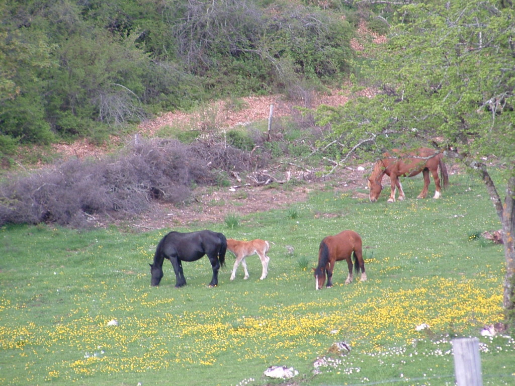 rifugio 25-04-07 (7)